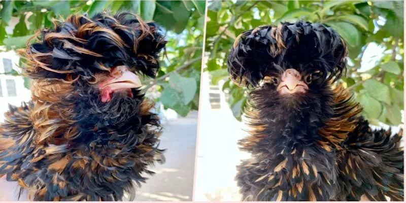 Chế độ ăn uống không đủ tốt gây nên xù lông