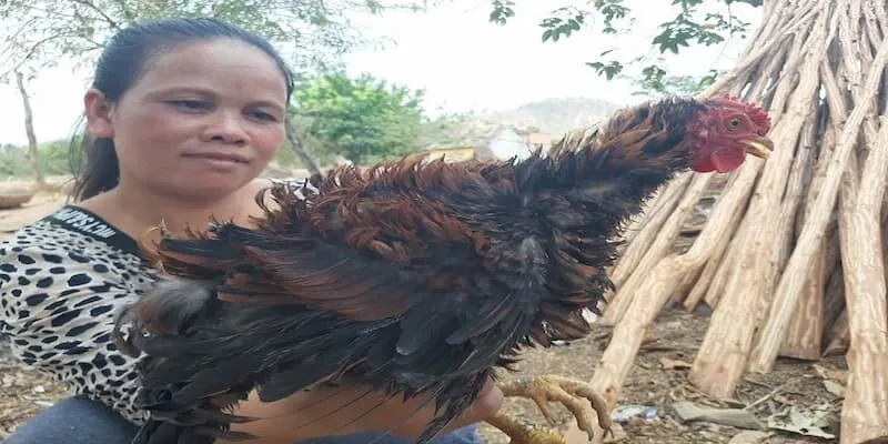 gà chọi bị xù lông thumb